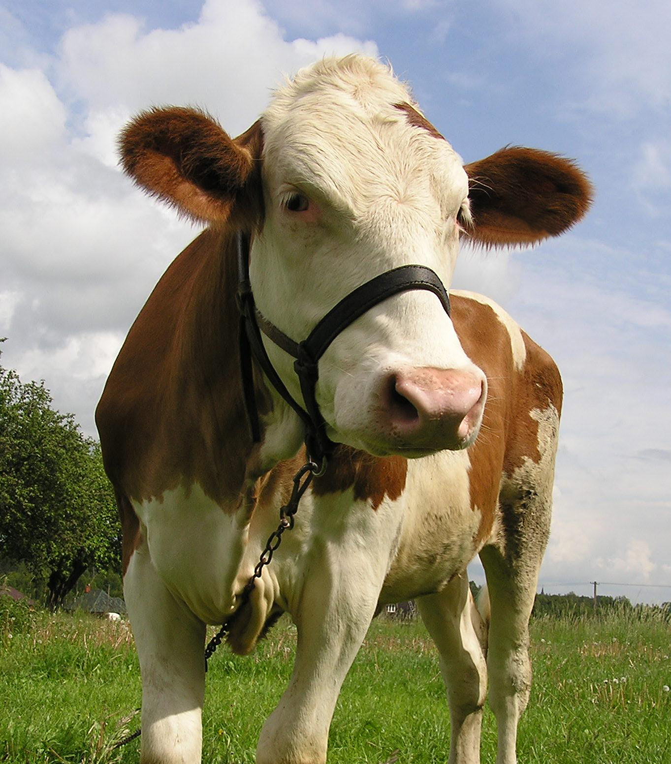 {{brizy_dc_image_alt imageSrc=